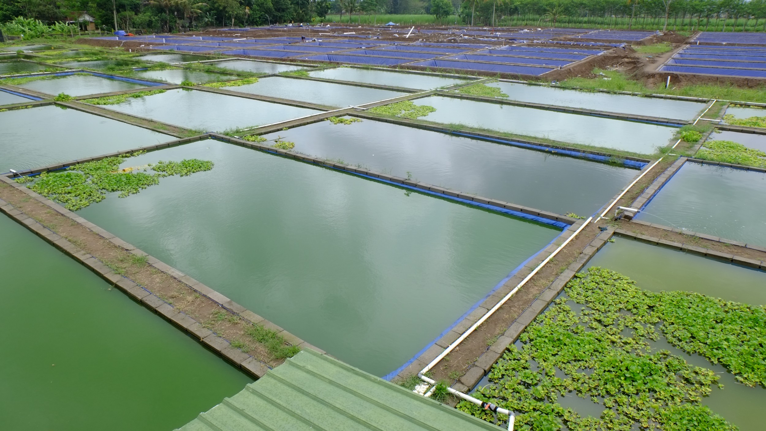 Geomembrana para revestimiento de estanques de peces y camarones al por mayor de fábrica