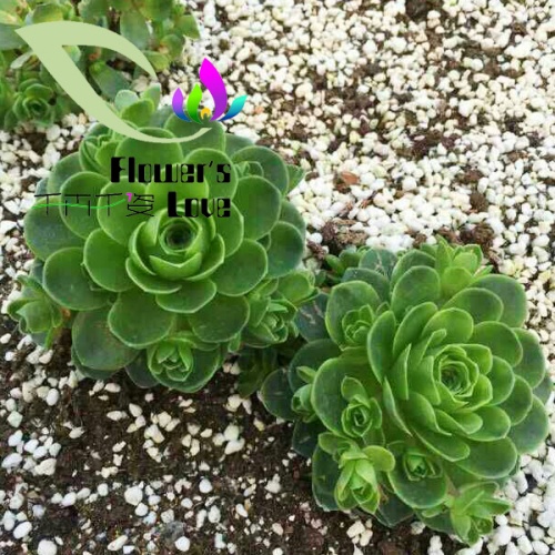 其他花系