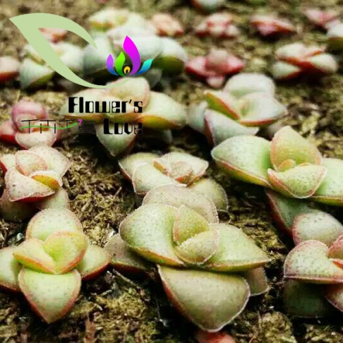 其他花系