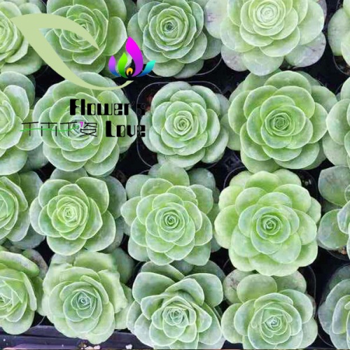 其他花系
