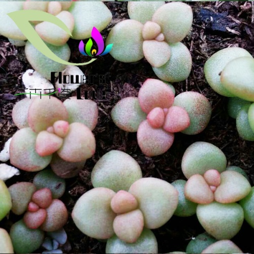 其他花系