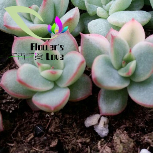 其他花系