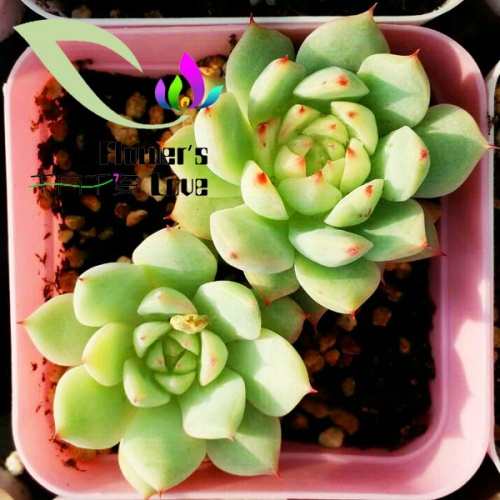 其他花系