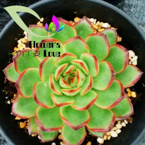 其他花系