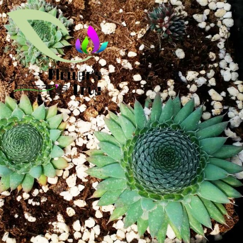 其他花系