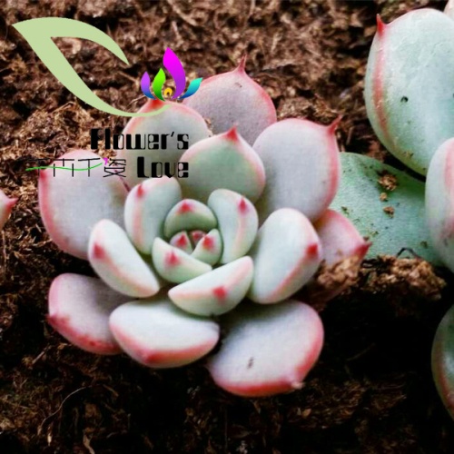 其他花系