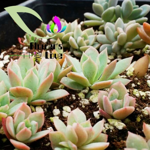 其他花系