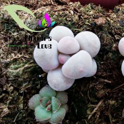 其他花系