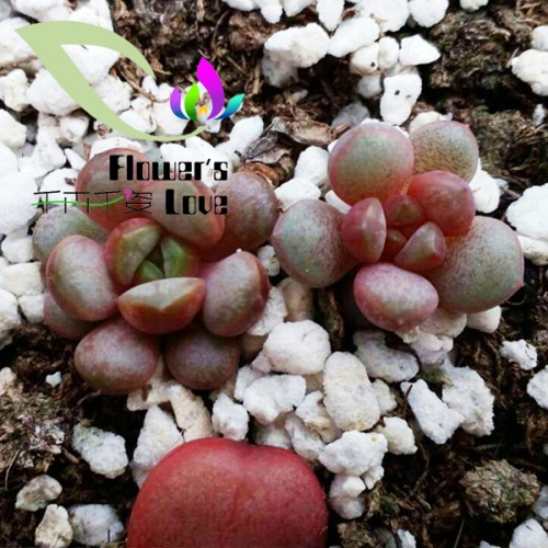 其他花系