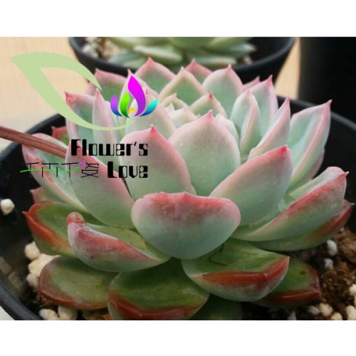 其他花系