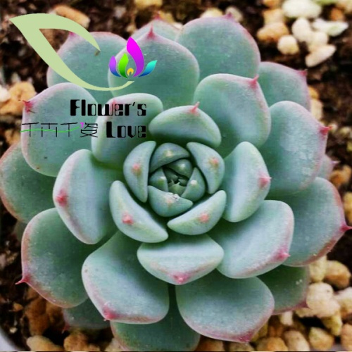 其他花系