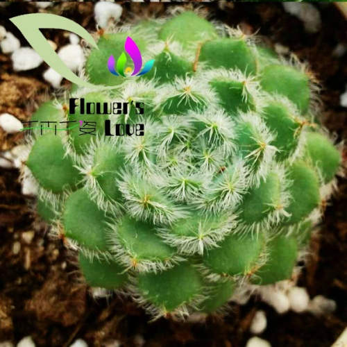 其他花系