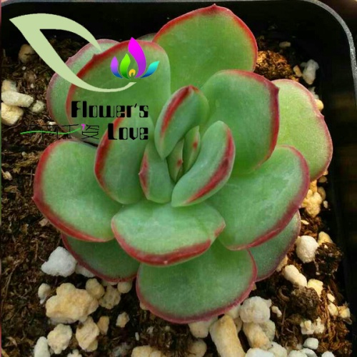 其他花系