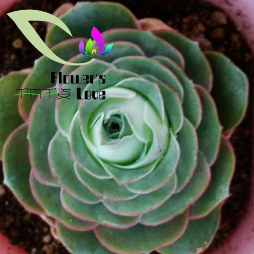 其他花系