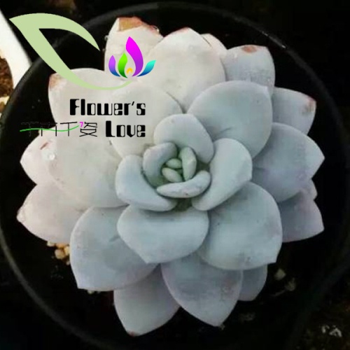 其他花系