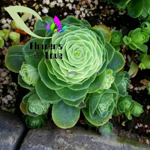 其他花系
