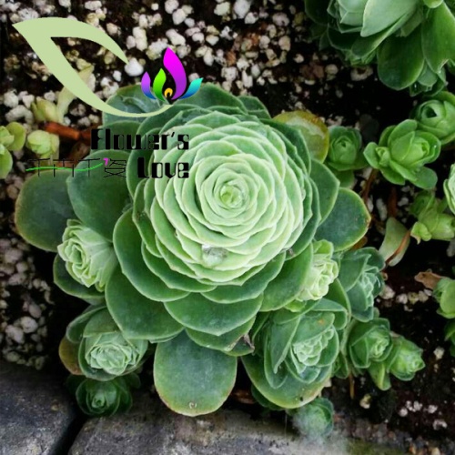 玫瑰花系