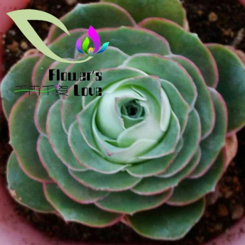 玫瑰花系