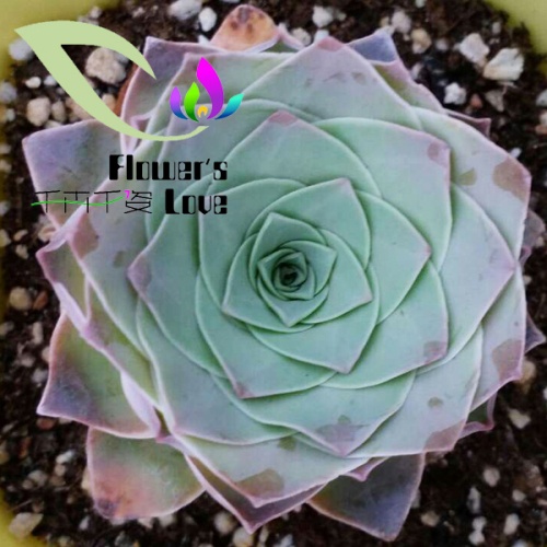 玫瑰花系