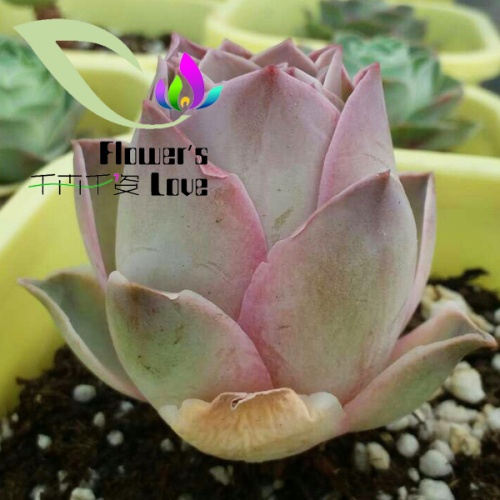 玫瑰花系