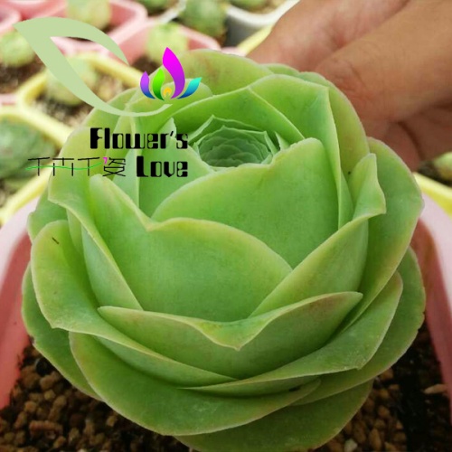 玫瑰花系