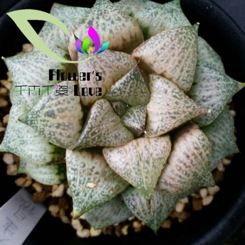 玉露花列