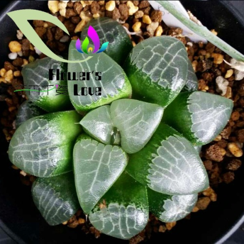 玉露花列