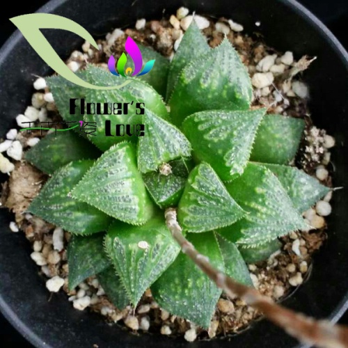 玉露花列