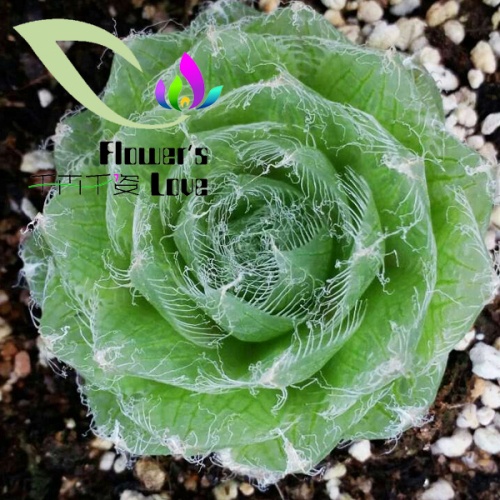 玉露花列