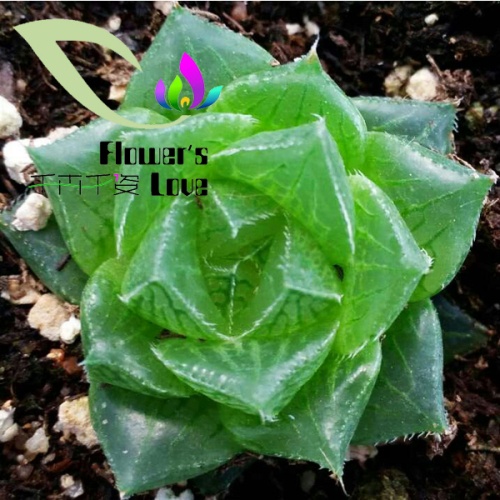 玉露花列
