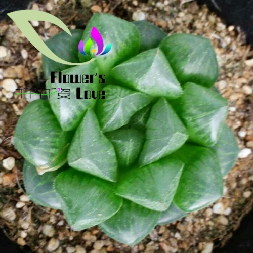 玉露花列