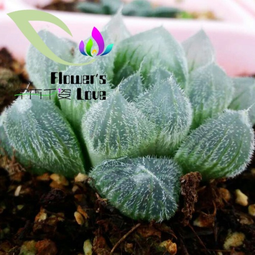 玉露花列