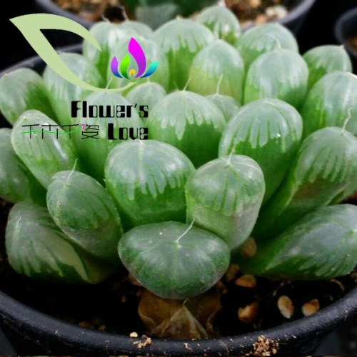 玉露花列