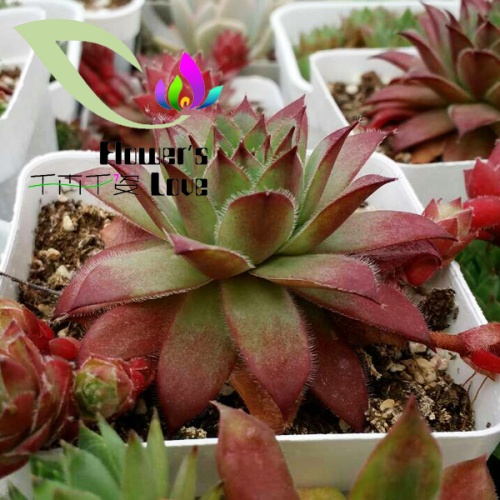 长生草