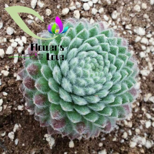 长生草