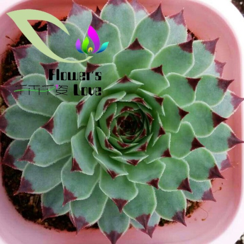 长生草
