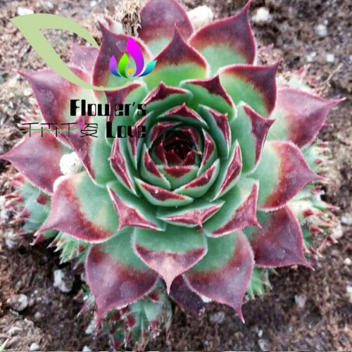长生草