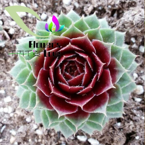长生草