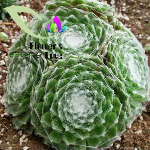 长生草