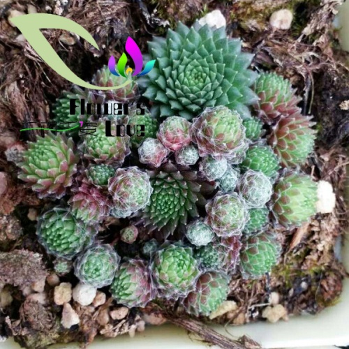 长生草