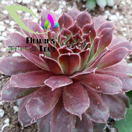 长生草