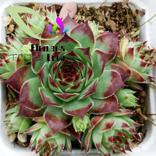 长生草