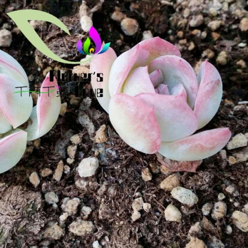 种苗
