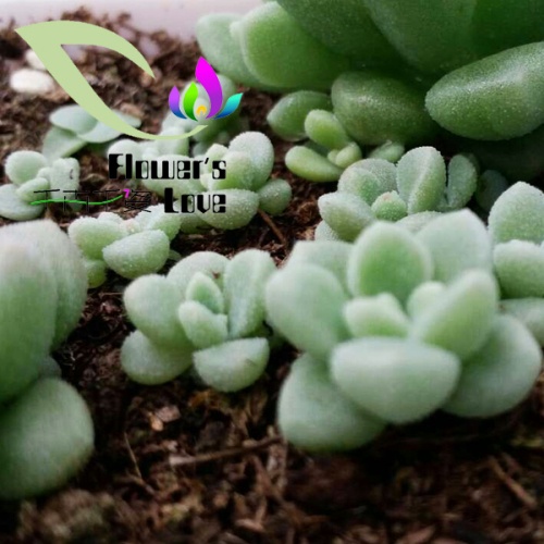 种苗