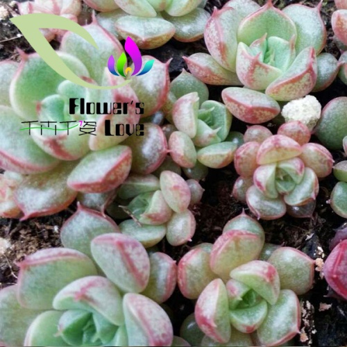 种苗