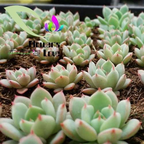 种苗