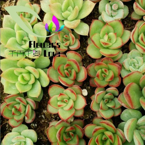 种苗