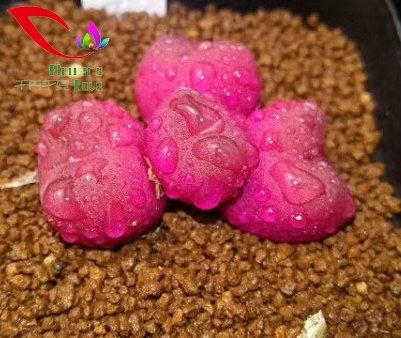 生石花系列
