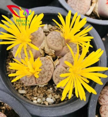 生石花系列