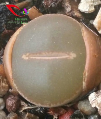 生石花系列